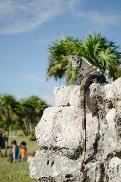 Iguana negra —  Fotos de Stock