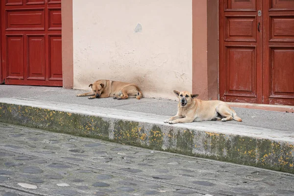 Adult street dogs resting at the sidewalk in Xico, Veracruz, Mexico