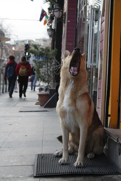 Ένα σκυλί με ανοιχτό το στόμα — Φωτογραφία Αρχείου