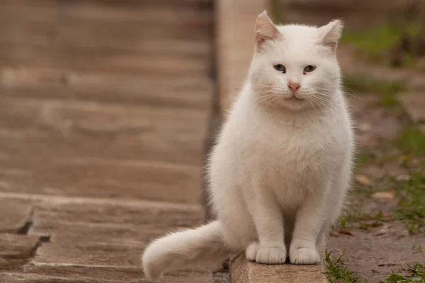 흰 고양이 로열티 프리 스톡 이미지
