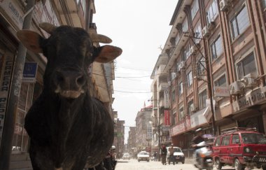 Katmandu sokaklarda inek