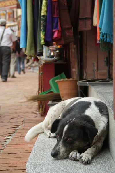 Hund vakt — Stockfoto