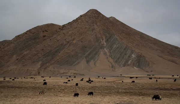 Yaks en las montañas — Foto de Stock