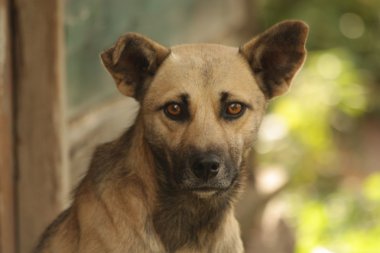 Köpek.