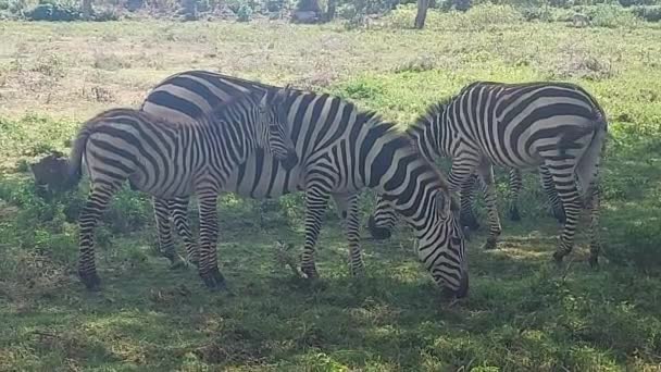 Manada Cebras Incluyendo Cachorro Pastando Kenia — Vídeos de Stock