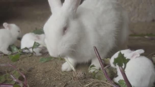 Кролик Семья Едят Зеленую Траву — стоковое видео