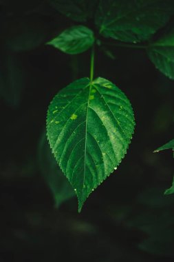 Yeşil yaprak / yapraklar arkaplan
