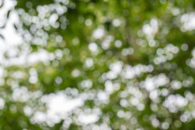 Soyut yeşil doğa bokeh arka plan. Taze doğal sağlıklı ya da biyolojik kavram.