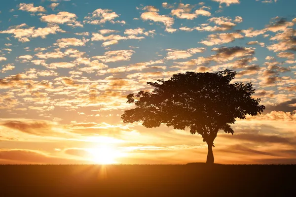 Силуэт Дерева Травяном Поле Фоне Заката Восхода Солнца — стоковое фото