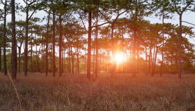 Kozalaklı ormanda güzel bir gün doğumu. Sabahın erken saatlerinde, çam ormanı manzarasında güneş ışığıyla aydınlanır..