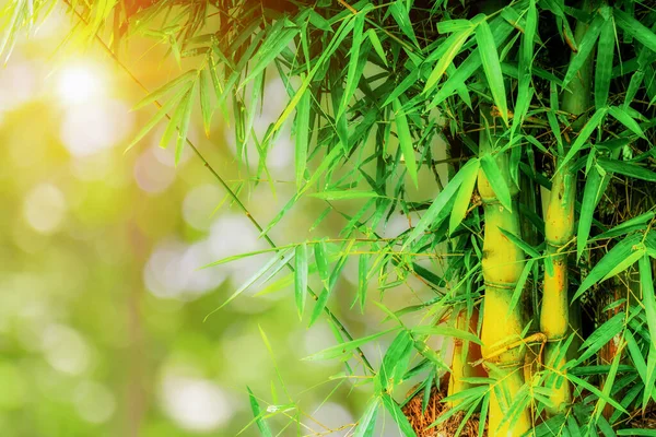 Bambusowy Las Zielonym Naturalnym Tle Bokeh Bambus Odchodzi Porannym Światłem — Zdjęcie stockowe