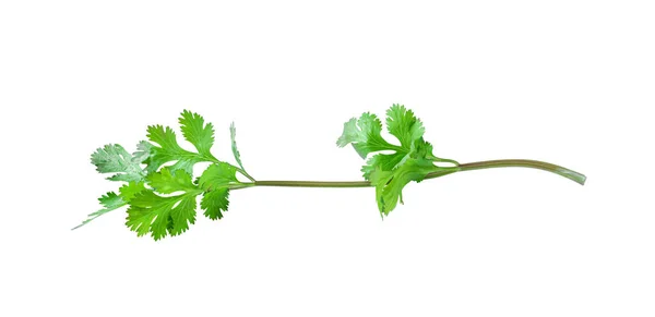 Zelený Koriandr Listů Celer Izolovaný Bílém Podkladu Včetně Stezky Stříhání — Stock fotografie