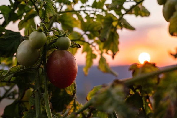 Beautiful ripe tomatoes hanging on the vine of a tomato tree in the garden with sunset sky background.