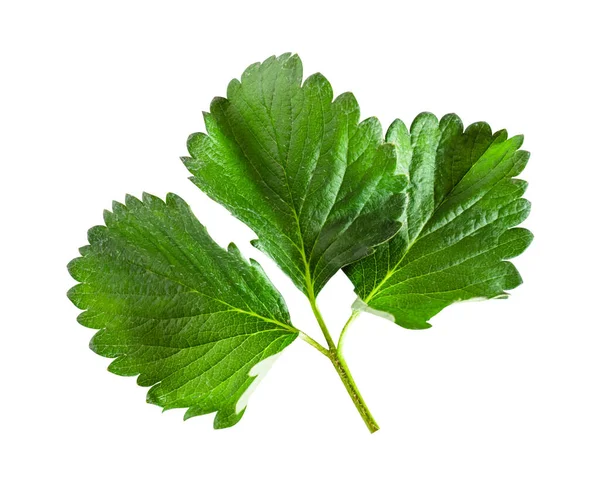 Çilek yaprakları beyaz arkaplanda izole edilmiş, kırpma yolunu da içeriyor. Yeşil çilek yaprağı.