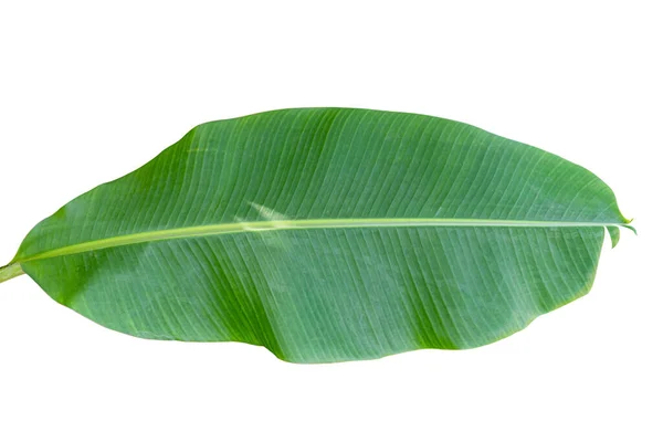 Folha Banana Verde Isolada Fundo Branco Incluem Caminho Recorte — Fotografia de Stock