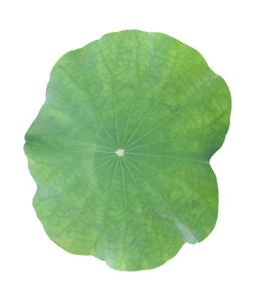 Zielony Liść Lotosu Odizolowany Białym Tle Ścieżka Wycinania — Zdjęcie stockowe