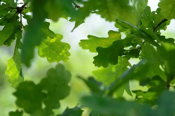 Eichengrüne Blätter Stockfoto