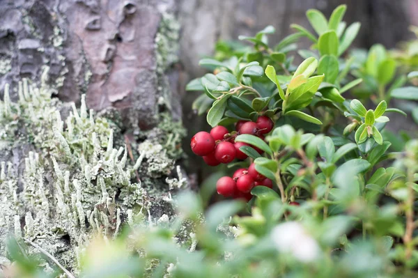 Close-up of cranberries in the forest — Stock Photo, Image