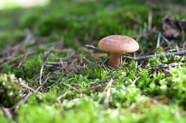 Närbild av svamp i en skog Royaltyfria Stockfoton