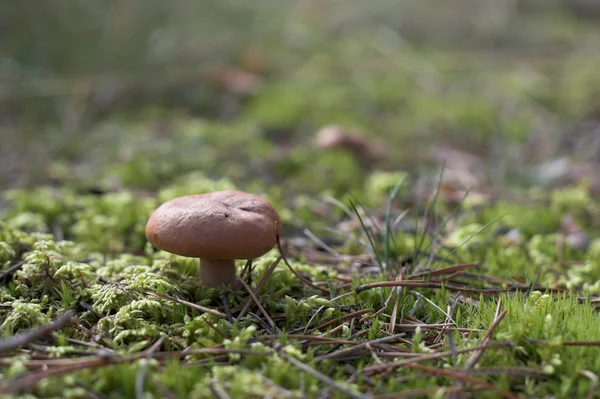 Primo piano del fungo in una foresta Immagine Stock