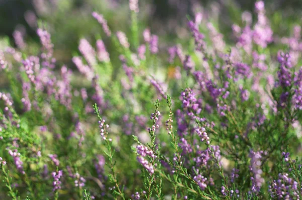 Heather-az erdő Jogdíjmentes Stock Képek