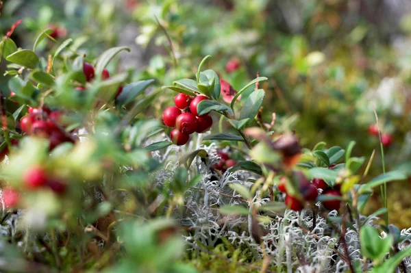 Μεγέθυνση των cranberries στο δάσος Εικόνα Αρχείου