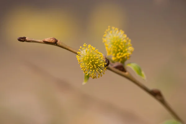 Branche de saule — Photo