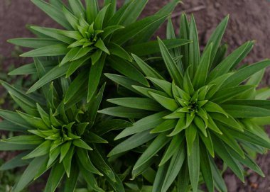 Genç zambak baharda filizlenir.