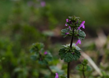 Güneşte Glekhoma sarmaşığı (Budra)