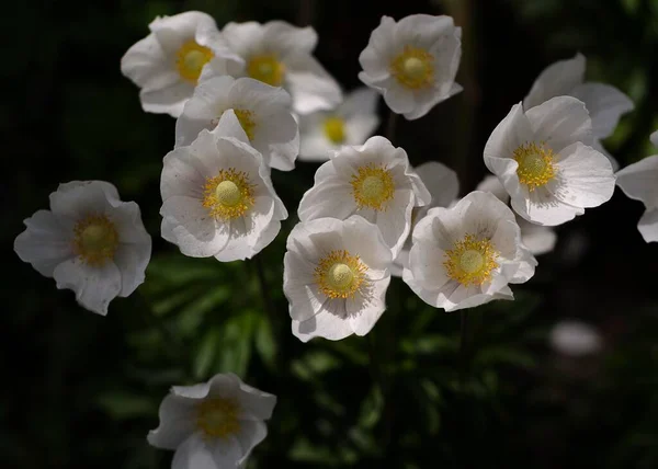 花园里的白银莲花 — 图库照片