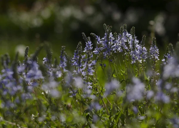 Kis Kék Finom Virágok Zöld Lombozat — Stock Fotó