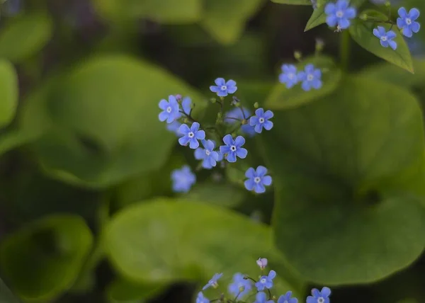 Kék Virágok Myosotis Brunera Felejts Nem — Stock Fotó