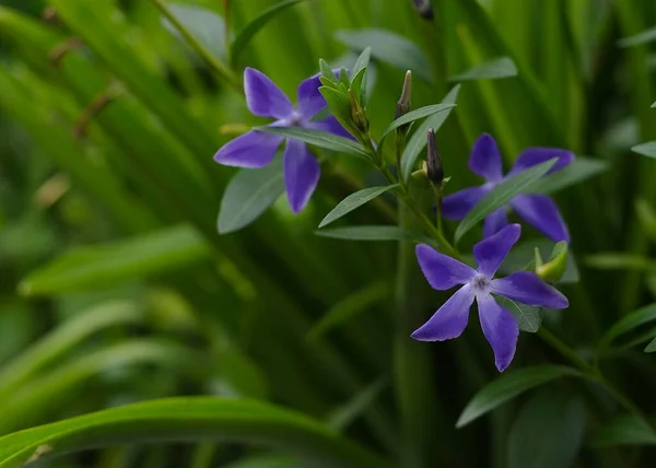 Kék Periwinkle Virágok Zöld Lombozat — Stock Fotó