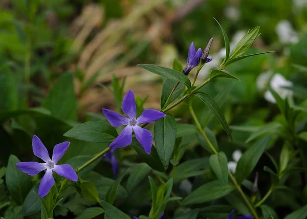 Flores Azul Periwinkle Folhagem Verde — Fotografia de Stock