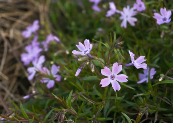 Purple Phlox Flowers Spring Garden — Stock Photo, Image