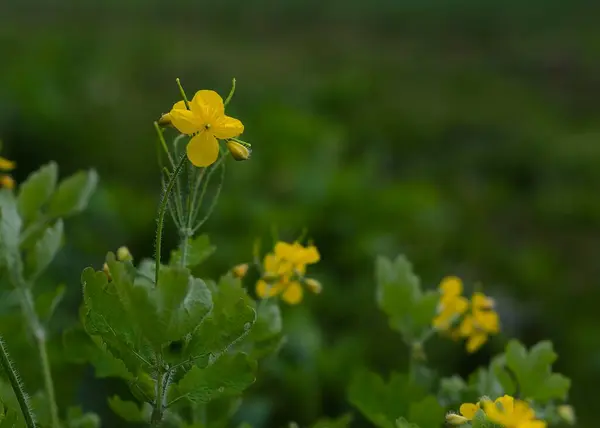 Fiori Celandine Gialli Tramonto — Foto Stock