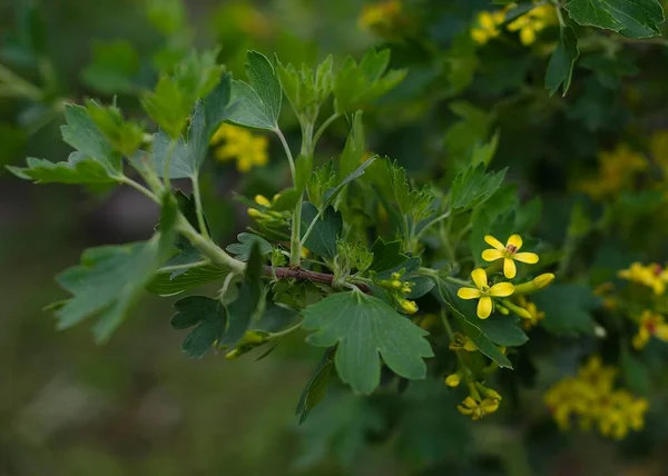 Gele Bes Bloemen Het Voorjaar Tuin — Stockfoto