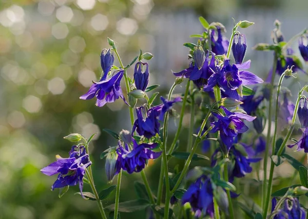 Gyönyörű Virágok Aquilegia Lágyszárú Évelők Kék Lila Virágok — Stock Fotó