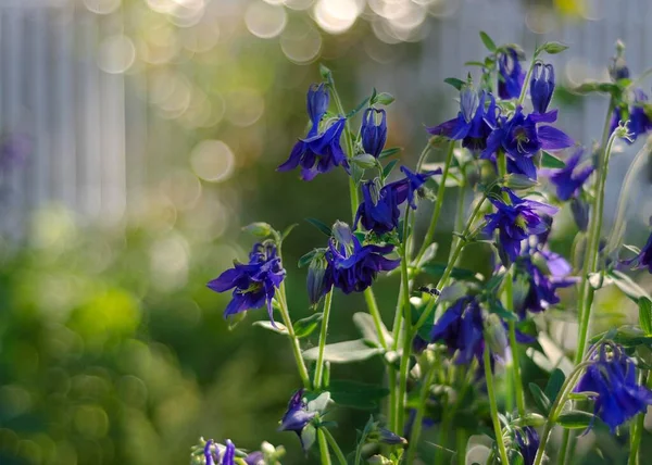 Gyönyörű Virágok Aquilegia Lágyszárú Évelők Kék Lila Virágok — Stock Fotó
