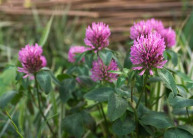 Koyu pembe çiçek. Kırmızı yonca ya da trifolium pratesans. Alternatif yapraklı mor çayır folyo çiçeği, üç broşür. Yabani yonca