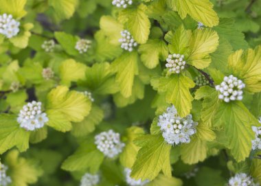 Vahşi ortanca 2 'nin beyaz çiçekleri