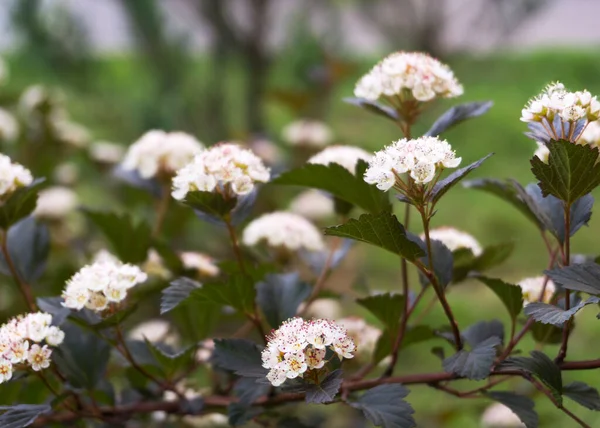 Krásné Rozkvetlé Bílé Květy Bílé Jarní Květiny — Stock fotografie
