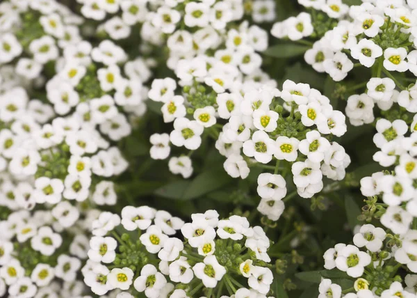 Miniatűr Fehér Virágok Édes Alice — Stock Fotó