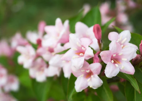 Světle Růžové Květy Kolkwitzia Amabilis — Stock fotografie
