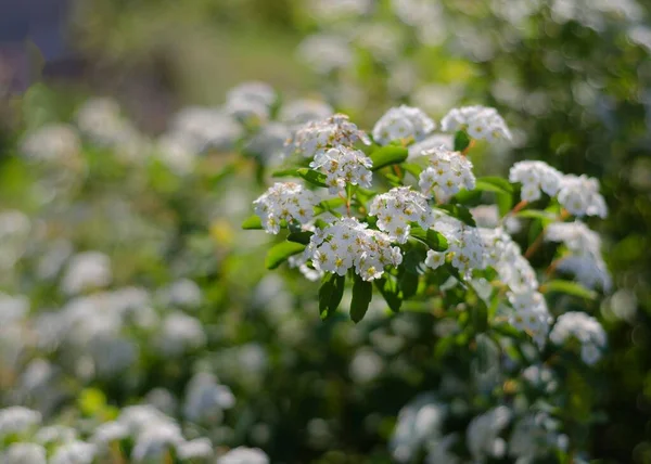 Прекрасні Квіти Білої Спіреї Білі Весняні Квіти — стокове фото