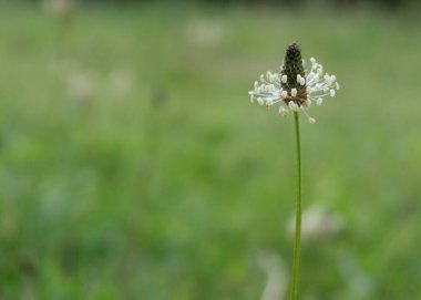 Bitki baklası (bitkisel lanceolata)).