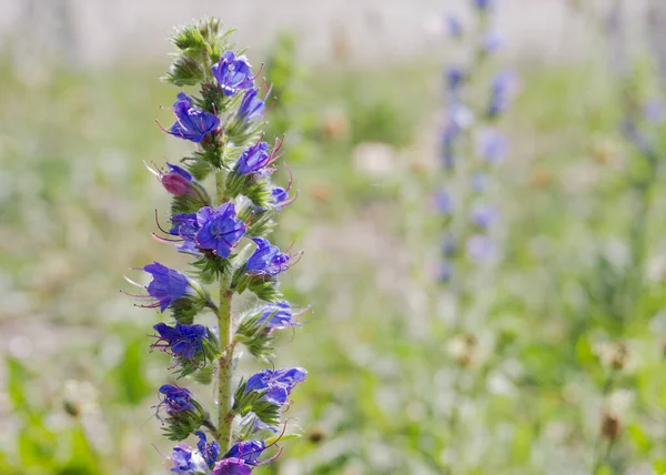 Mavi echium vulgare çiçekleri güneşte