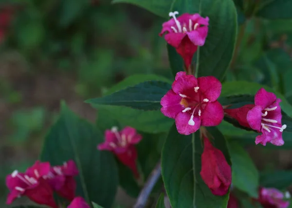 Flores Rosa Pálido Kolkwitzia Amabilis —  Fotos de Stock