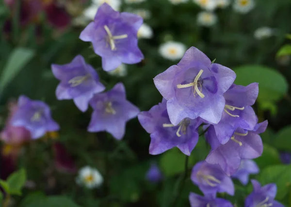 Закрыть Вид Пурпурный Campanula Medium Иначе Известный Цветы Canterbury Bells — стоковое фото