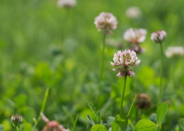 Yonca ya da trifolium pratense. Alternatif yapraklı çayır folyo tomurcukları. Yabani yonca